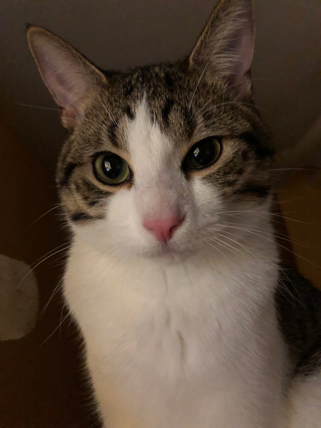 Pets at Payton&nbsp;Continued!!!